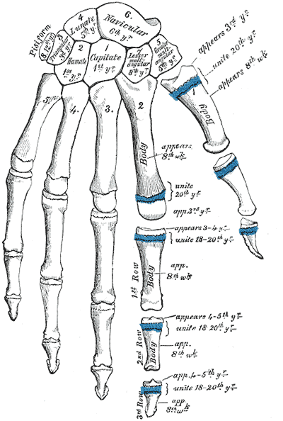Huesos De Los Dedos De La Mano Amputación de dedos de la mano * ART LAB