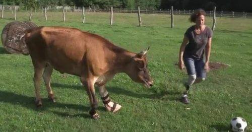Señora y su vaca con prótesis y ambas jugando fútbol * ART LAB