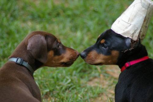 Amputación orejas en los perros * ART LAB