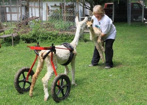 Órtesis en una Alpaca para su movilidad * ART LAB