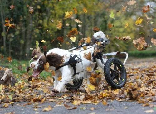 Perro divirtiéndose con las hojas del Otoño * ART LAB