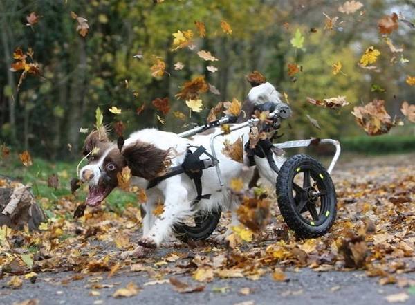 Perro divirtiéndose con las hojas del Otoño * ART LAB