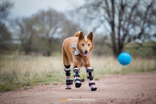 Naki'o, el primer perro biónico del mundo * ART LAB