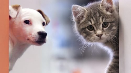 Tus mascotas preferidas gatos y perros * ART LAB