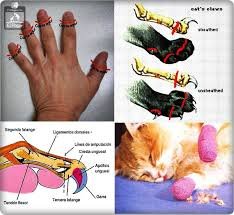 Amputación de garras en gatos * ART LAB