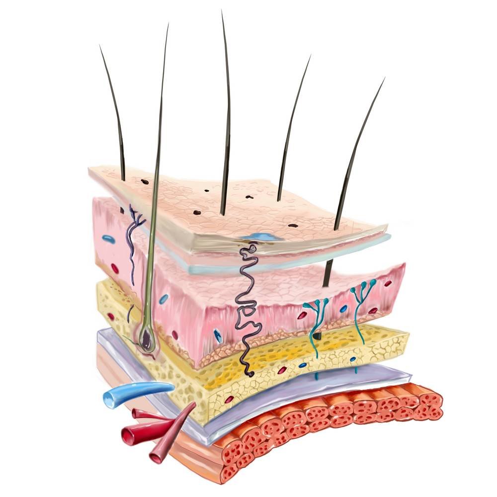 La piel, órgano dinámico constantemente cambiante, se compone en tres capas principales: epidermis, dermis y subcutis o tejido subcutáneo, cada una de las cuales está formada por varias subcapas.