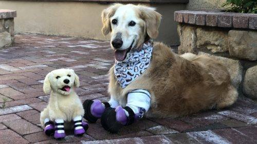 Golden Retriever Chi Chi y sus amputaciones de patas * ART LAB