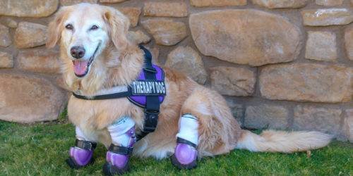 Golden Retriever Chi Chi perro de terapia