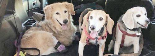 Golden Retriever Chi Chi y sus hermanos * ART LAB