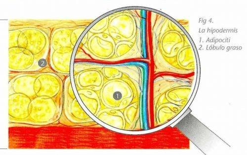 La hipodermis * ART LAB
