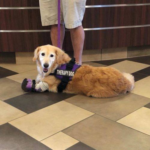 Chi Chi en un hogar de adultos mayores dando compañía * ART LAB