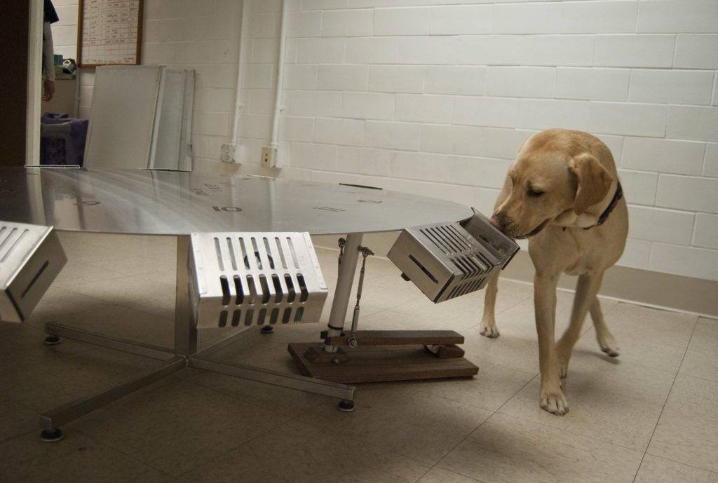 Entrenamiento perros