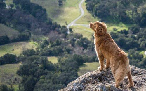 Perros De Alerta Médica Y Diabetes Tipo 1