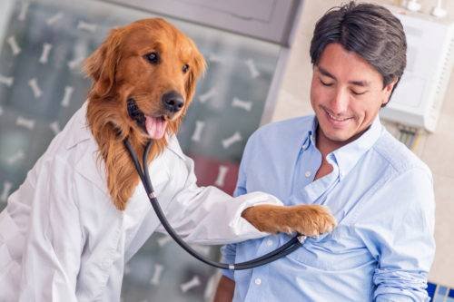 Perro alerta médica