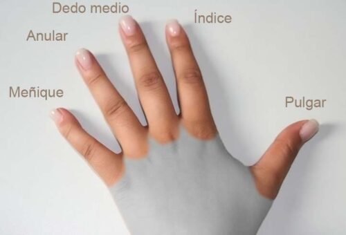 Mano Humana * Pág.2. Los Dedos