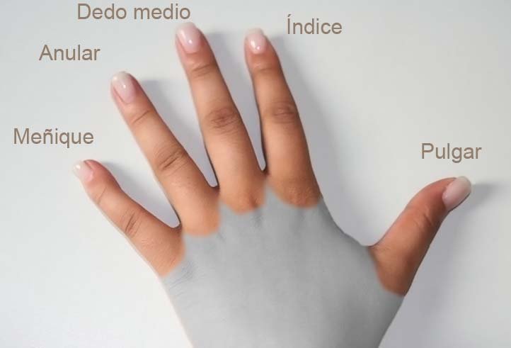 Dedos de la mano enciclopedia - ART LAB - Mano humana * Pág.2. Los Dedos
