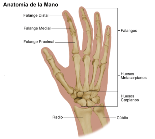 Anatomía de la mano * ART LAB