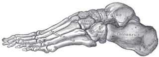 Pie Humano * Pág.1. Anatomía
