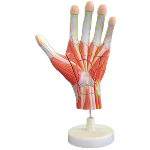 Modelo anatómico de la mano * ART LAB