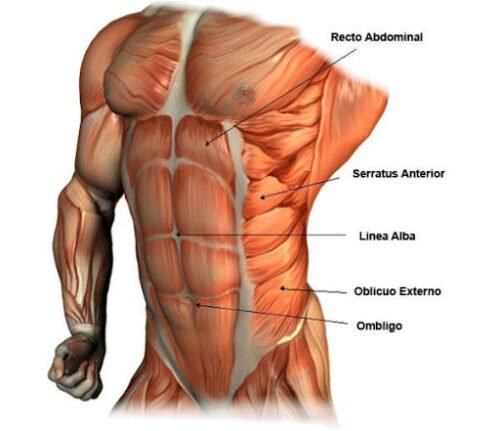 Funciones de los diferentes músculos abdominales