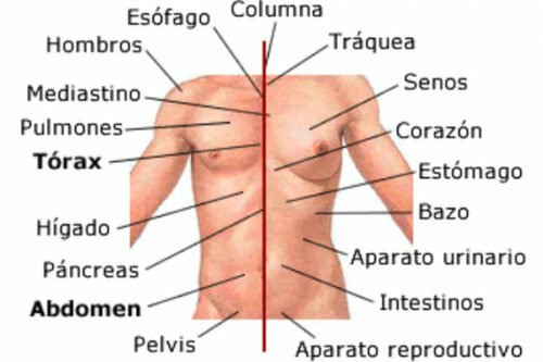 Partes del tronco humano * ART LAB