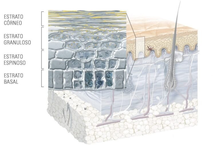 Epidermis