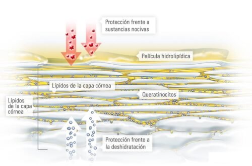 Piel Humana * Pag.1. Anatomía