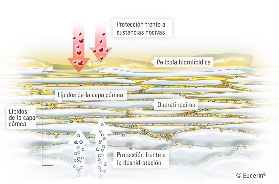 Piel Humana * Pag.1. Anatomía