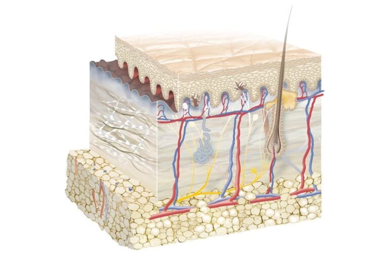 Piel Humana * Pag.1. Anatomía
