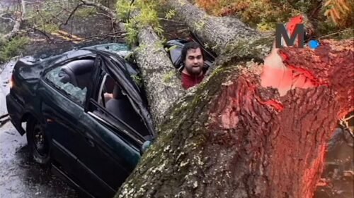 Tree crush amputation