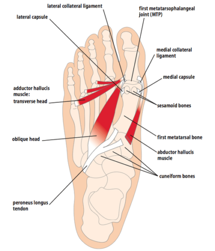 Big Toe Or Hallux, Is The Largest Toe On Your Foot